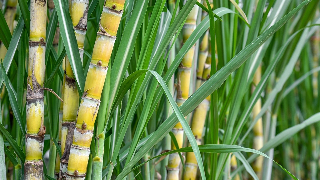 Caña | Mi Cultivo Con Bayer